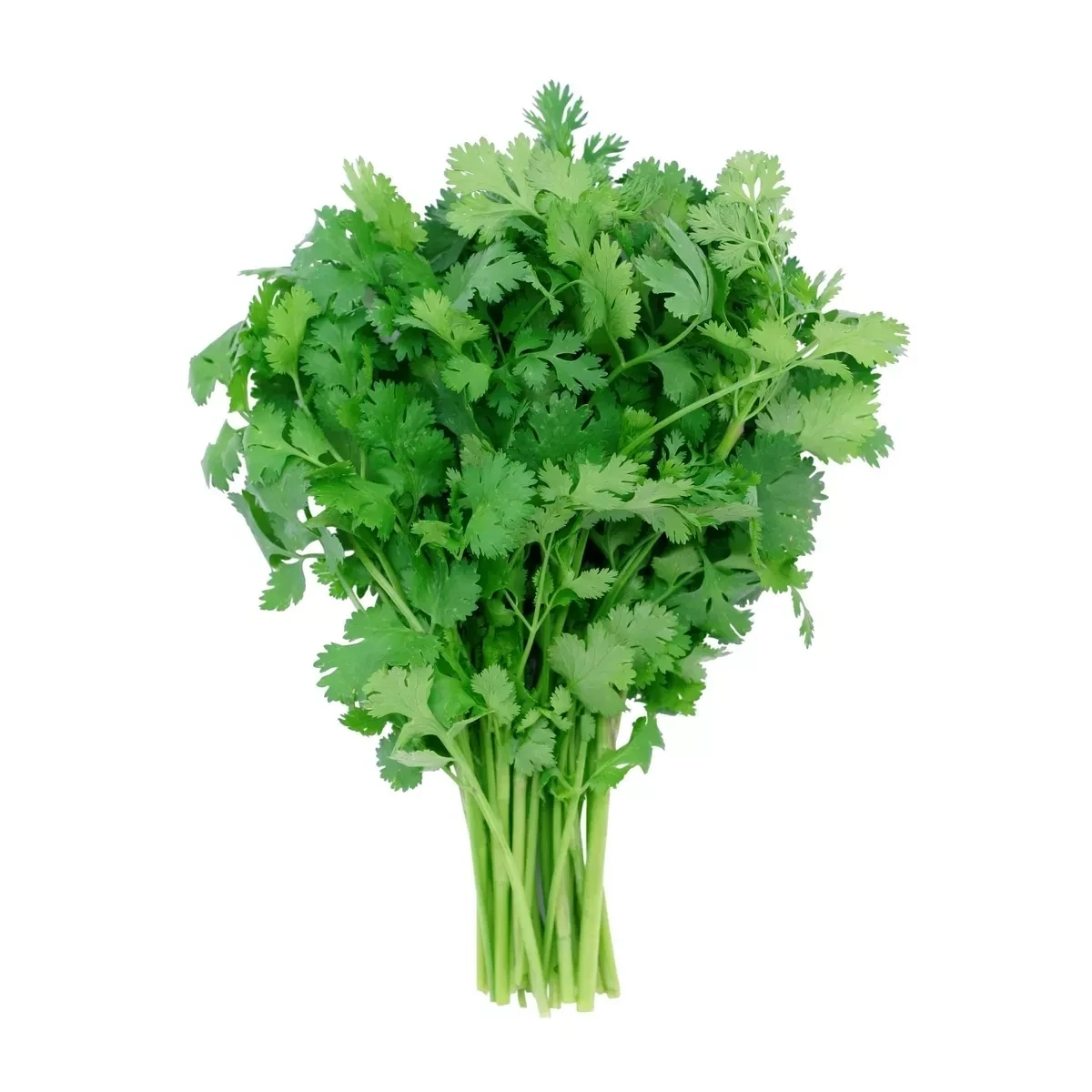 Cilantro 60 ct