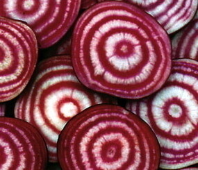 Beet Candy Cane 25lb Chiogga