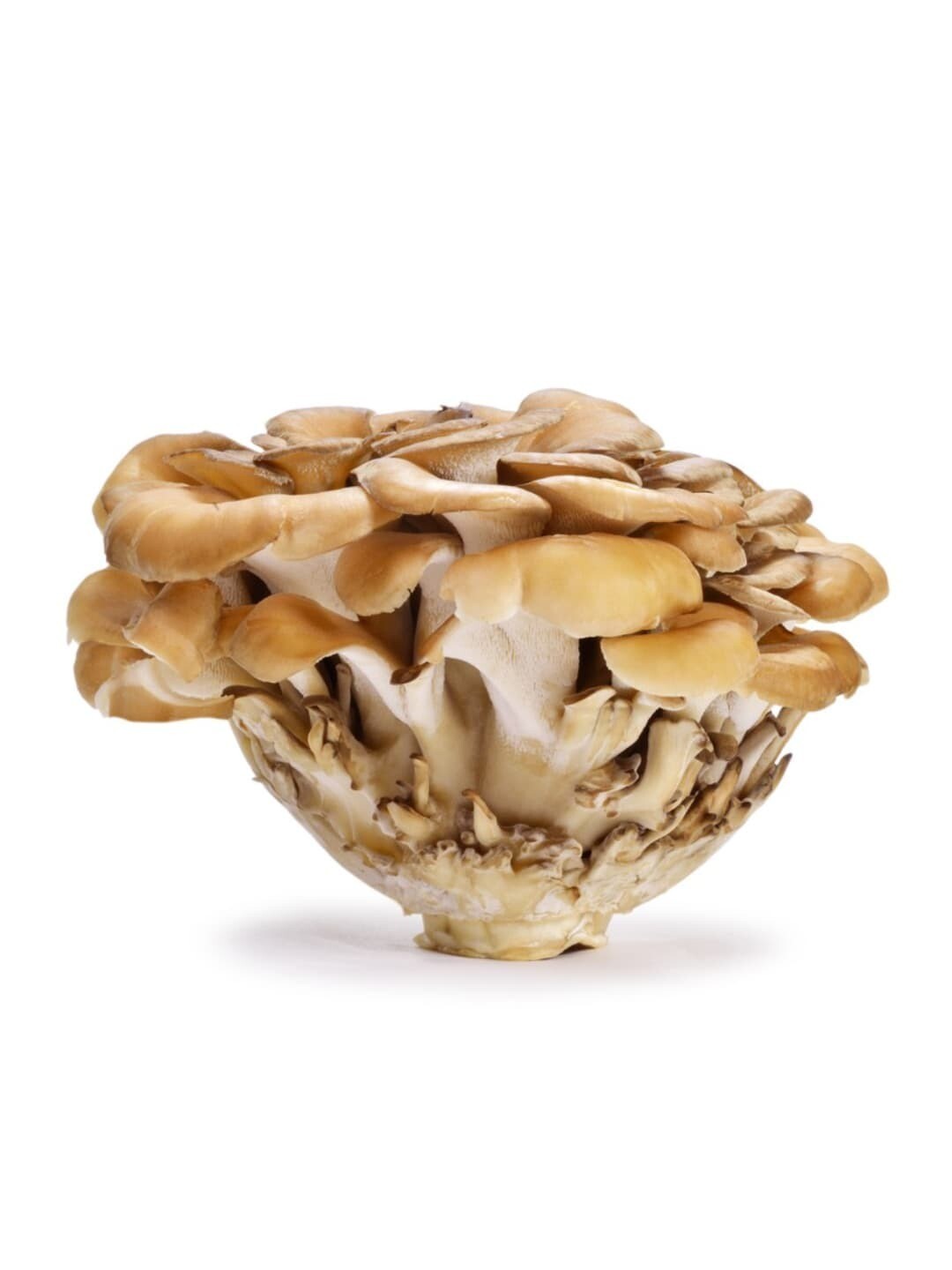 Maitake 3lb case