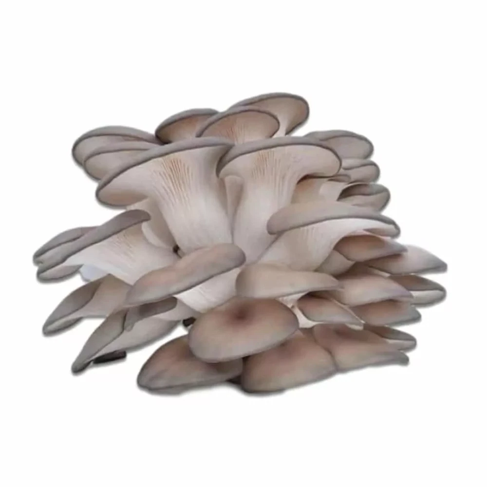 Mushroom Oyster 5Lb