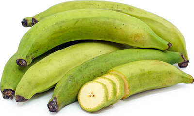 Plantain 50lb Green
