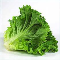 Lettuce Green Leaf 24ct