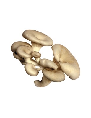 Mushroom Oyster 5Lb