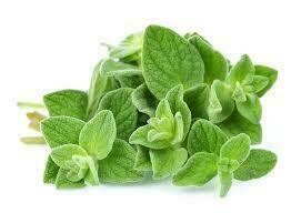Oregano 1lb Fresh