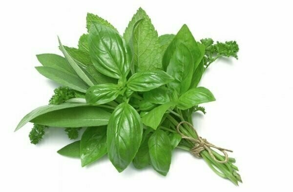 Basil 1lb