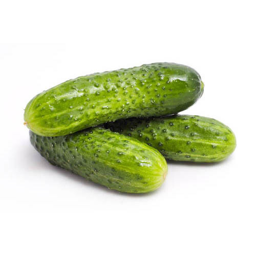Cucumber Picklers 40lb