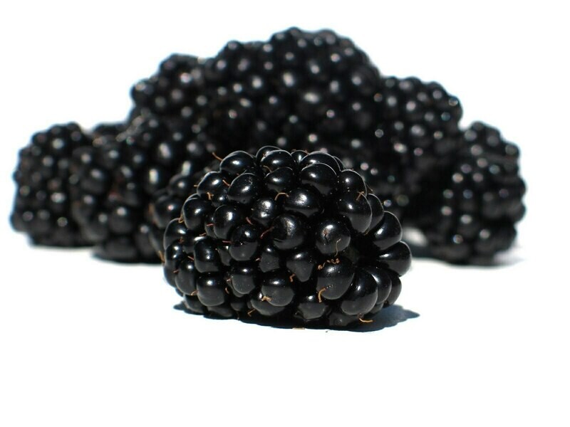 Blackberry 12- 1/2 pt
