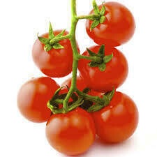 Tomato Cherry 12pt