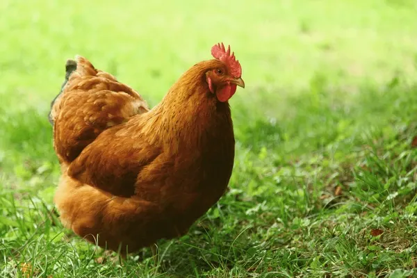 Chicken McMurry Big Red Broiler Feet Frozen $2.92 per lb