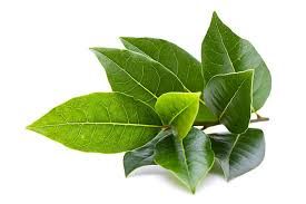Bay Leaf Fresh 1 lb