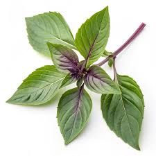 Basil, Thai  Special Order