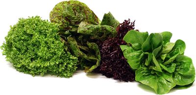 Lettuce Fancy Mixed Heads 24ct HYDRO LOCAL