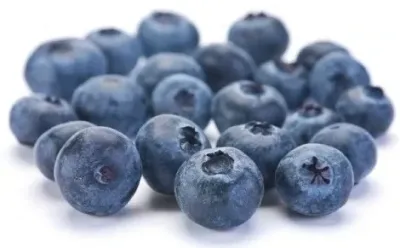 Blueberry per container