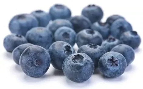 Blueberry per container