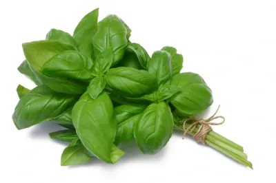 Basil 1lb