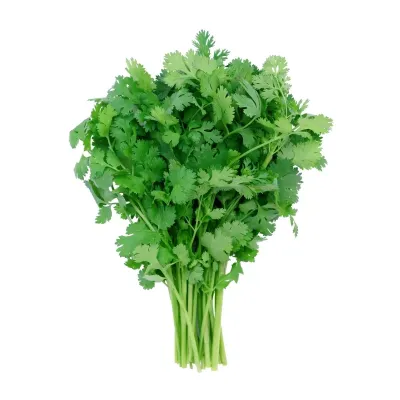 Cilantro 30 Bunch