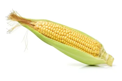 Corn Sweet Bushel Various Varieties (Seasonal Appalachian Grown)