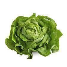 Lettuce Bibb Asheville Hydroponic