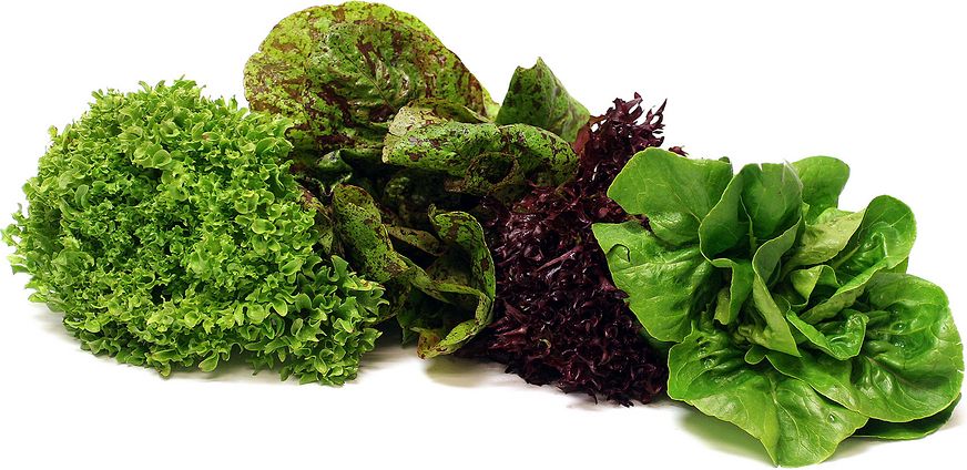 Lettuce Fancy Mixed Heads 24ct HYDRO LOCAL