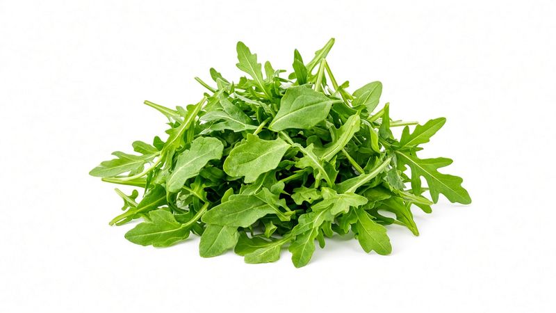 Arugula 10x10 tray Available as live tray or harvested.  Abingdon Va Little Mountain Microgreens