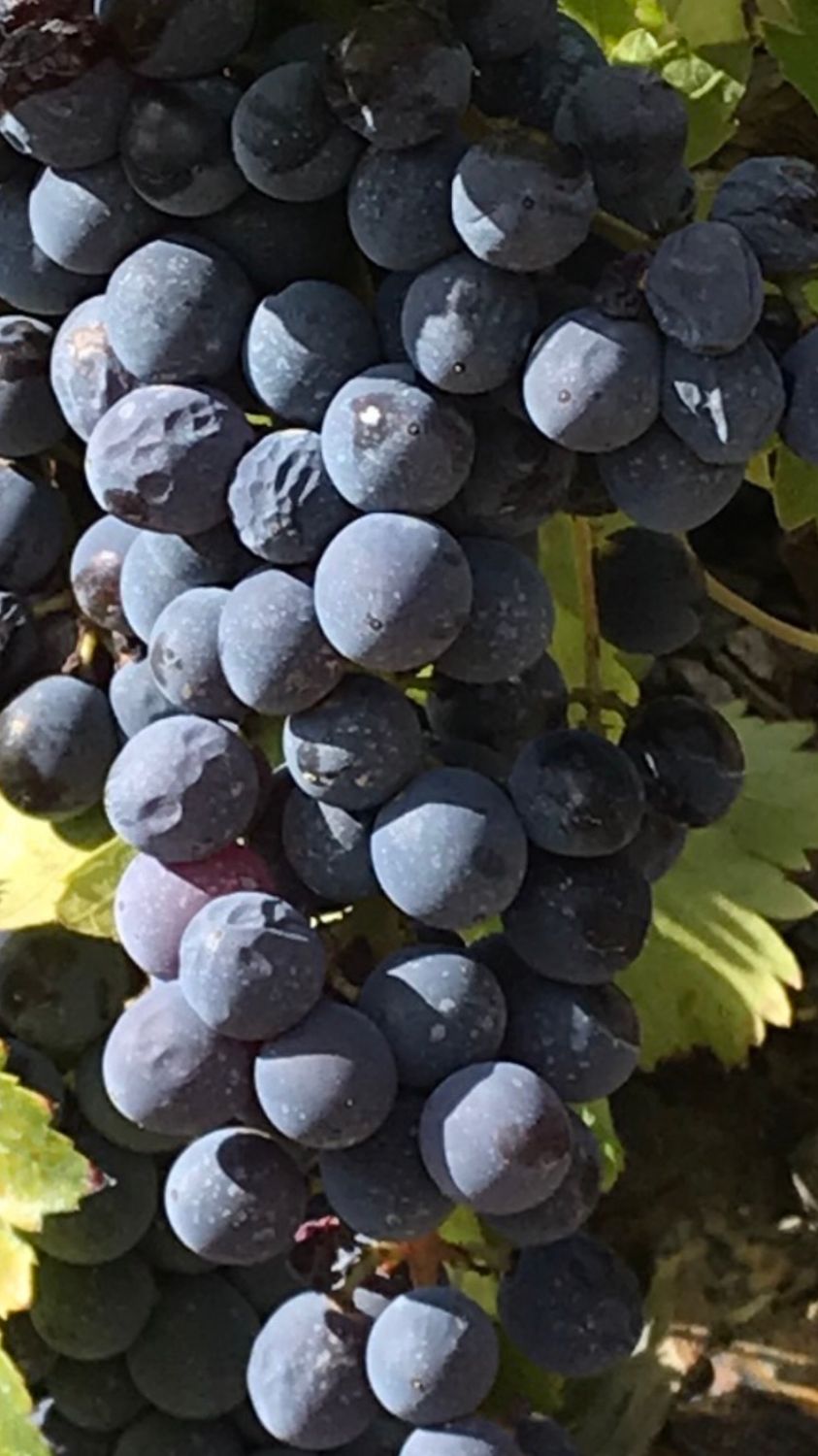 Dornfelder   -trocken- Rheinhessen