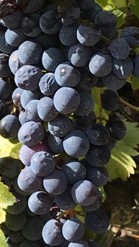 Dornfelder   -trocken- Rheinhessen