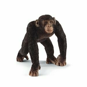 Chimpanzé mâle