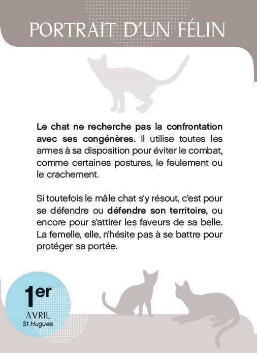 Calendrier perpétuel  Amours de chats en 365 jours - L'Année à bloc