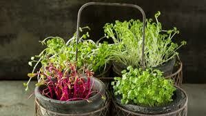 Microgreens
