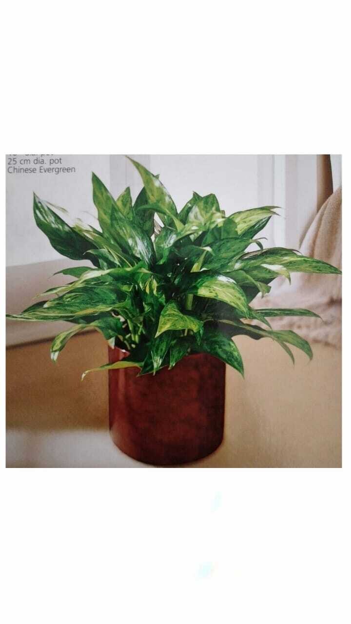 Plantas