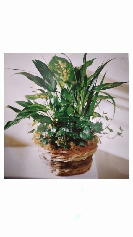 Plantas