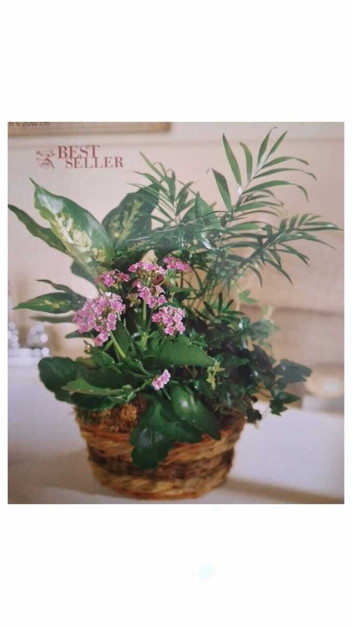 Plantas