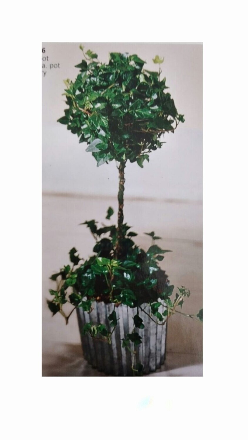 Plantas