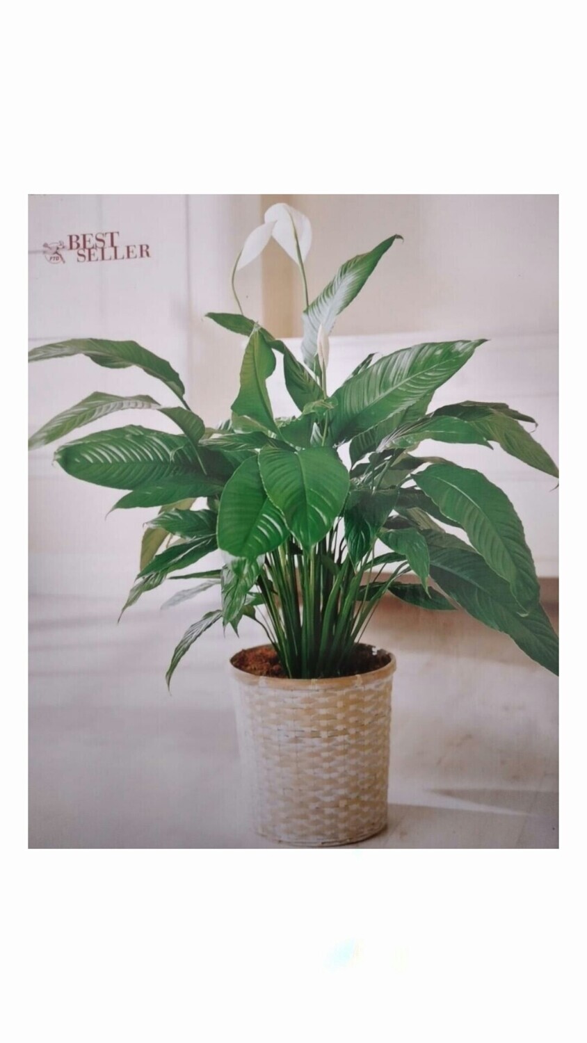 Plantas