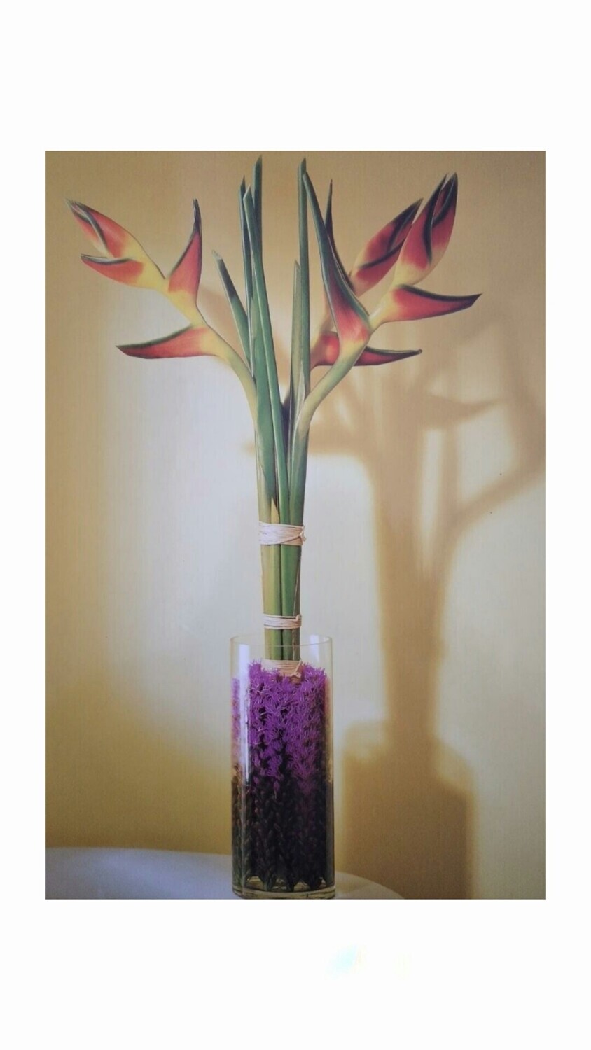 Plantas
