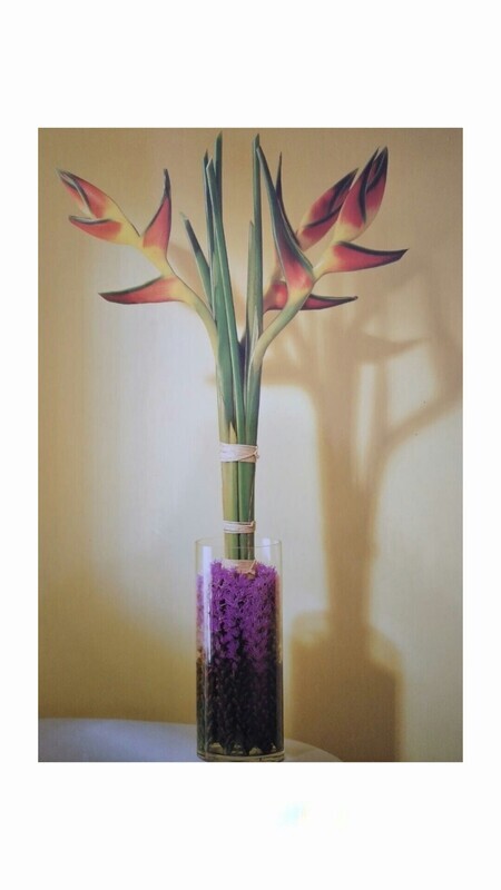 Plantas