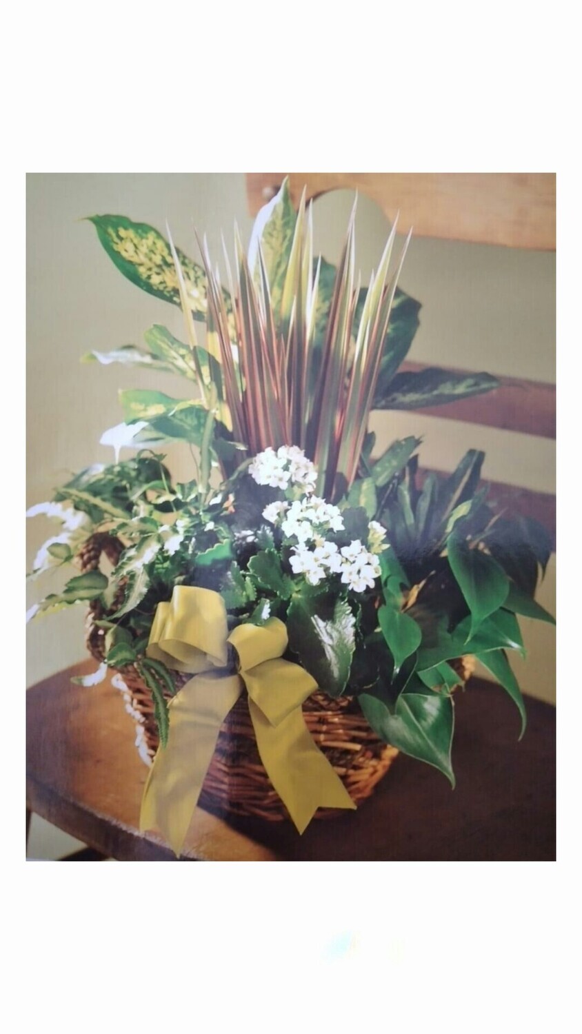 Plantas