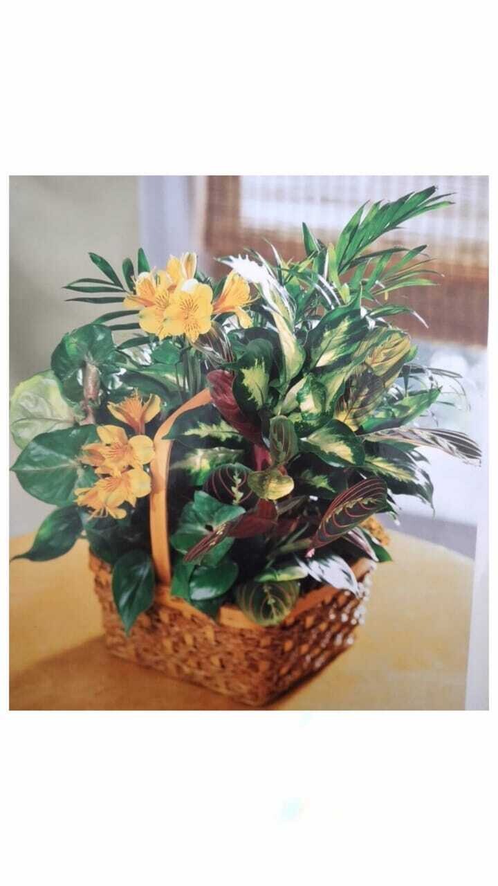Plantas