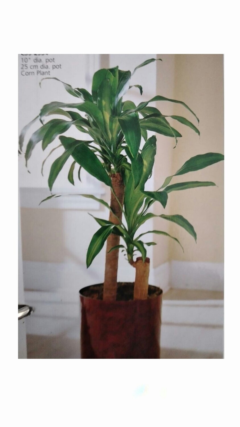 Plantas