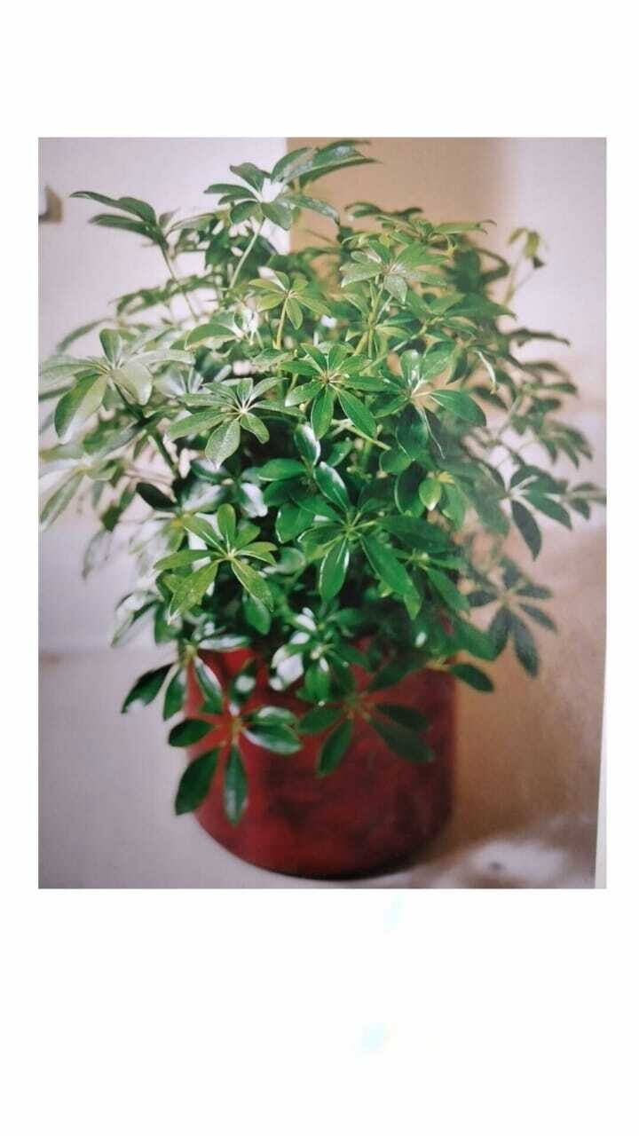 Plantas