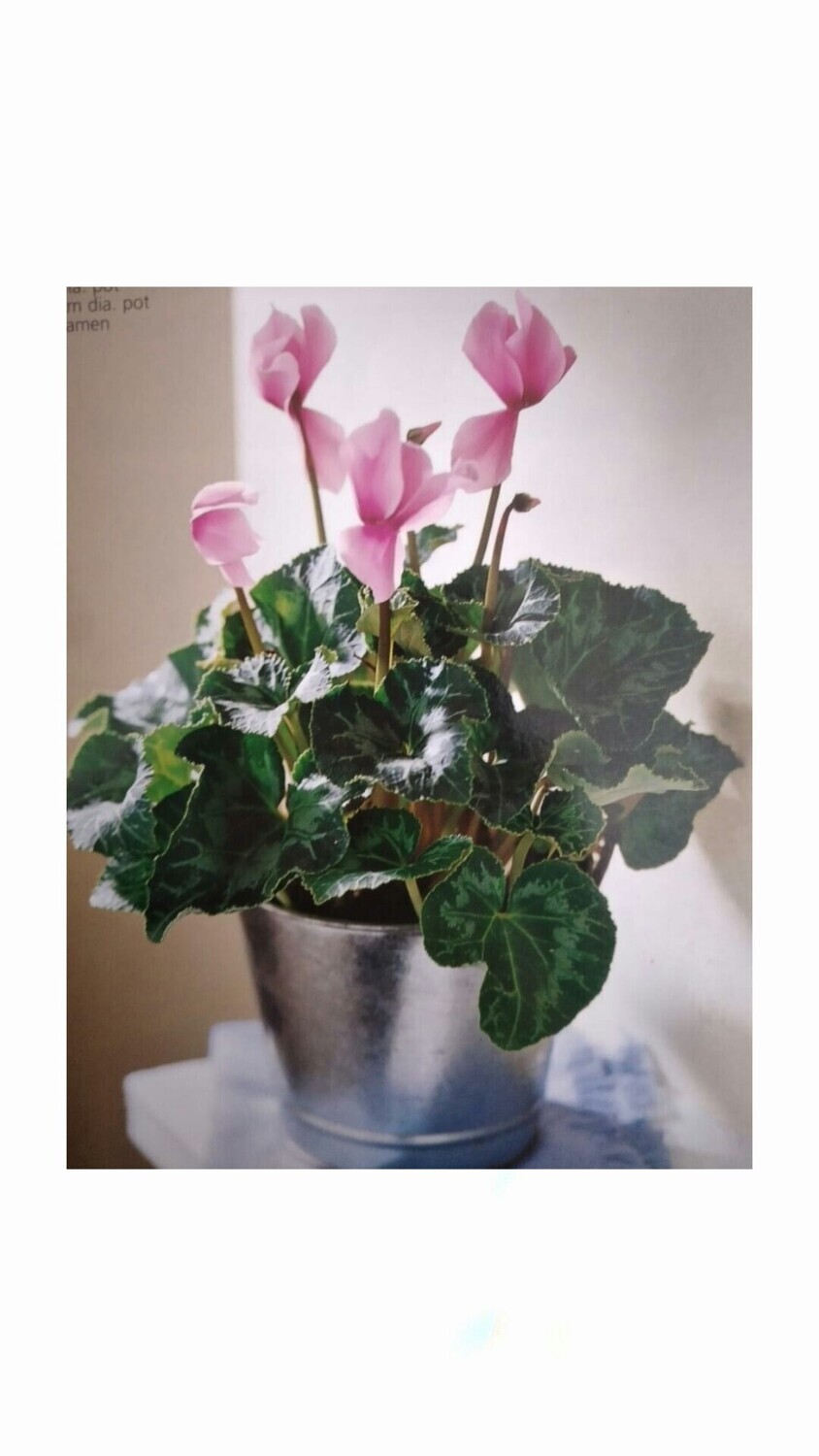 Plantas