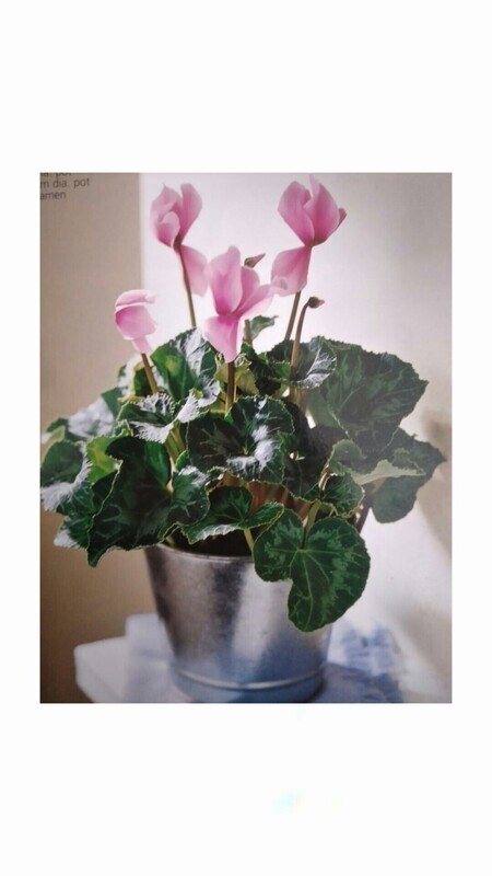 Plantas
