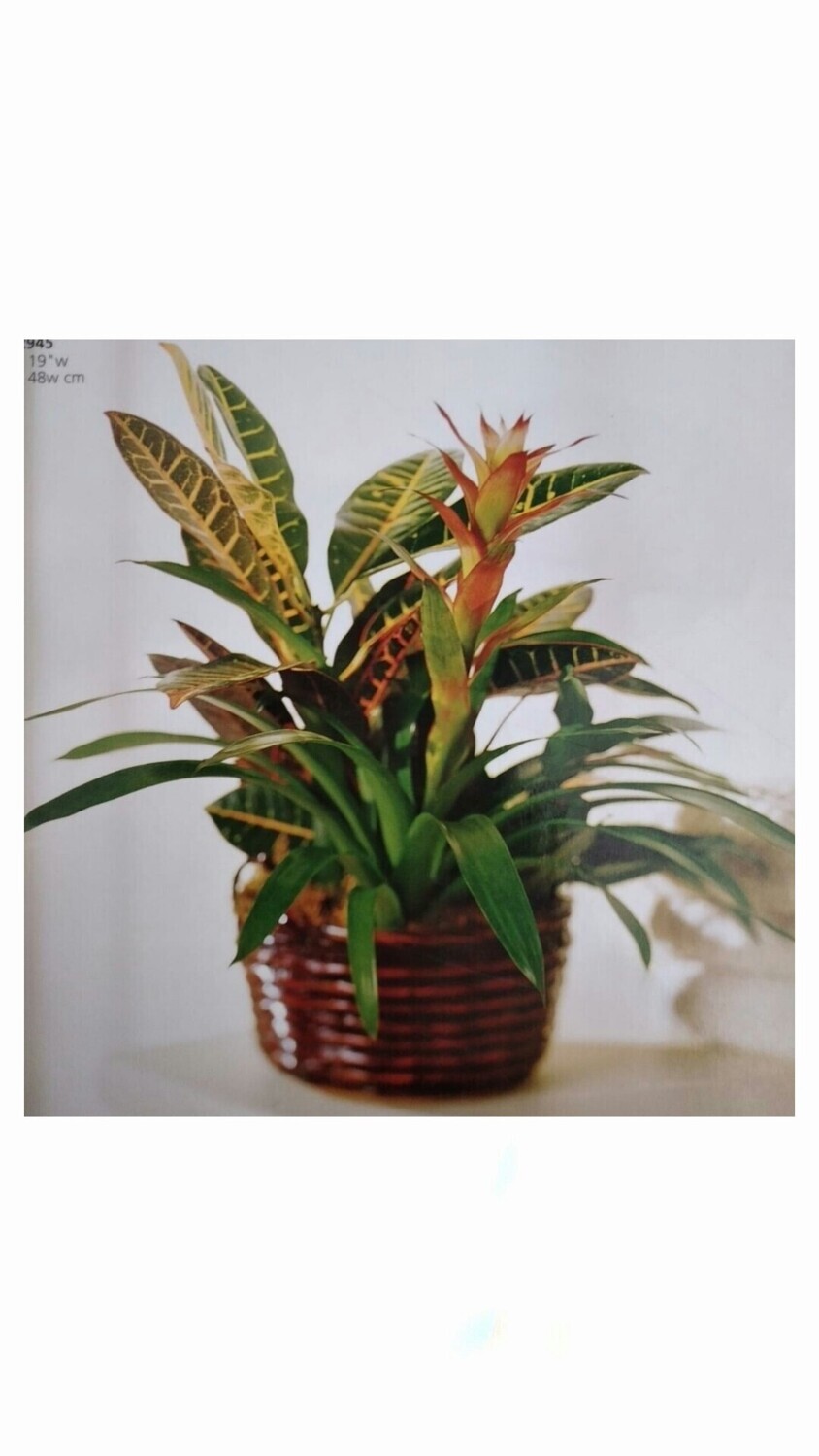 Plantas