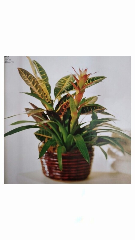 Plantas