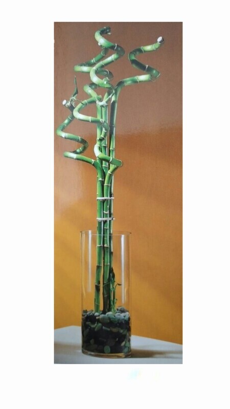 Plantas
