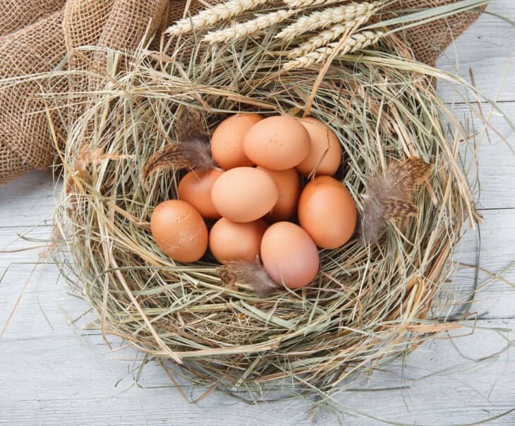 Яйцо молодок, Органическая ферма NOVA RUSSA, 10 шт