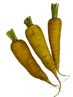 Морковь жёлтая, Органическая ферма ВЕСИ, 0.5 кг