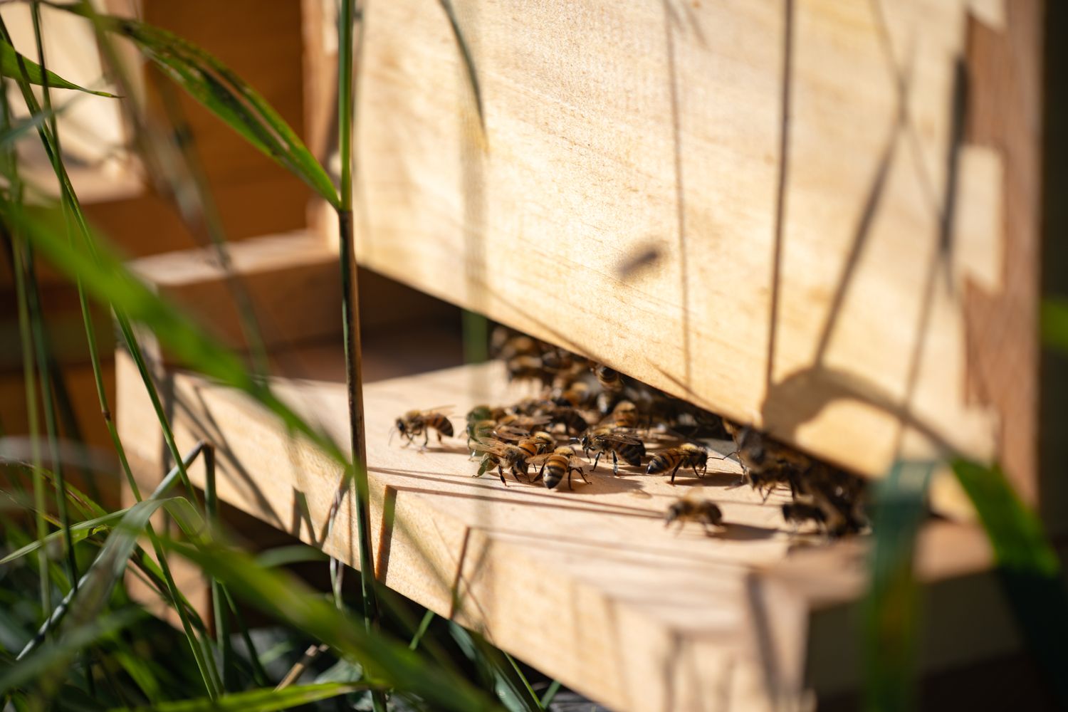 Nucléi 4 cadres (colonie d'abeilles) Nucléi 4 cadres (colonie d'abeilles)
