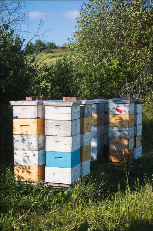 Ruche mère 10 cadres (colonie d'abeilles)