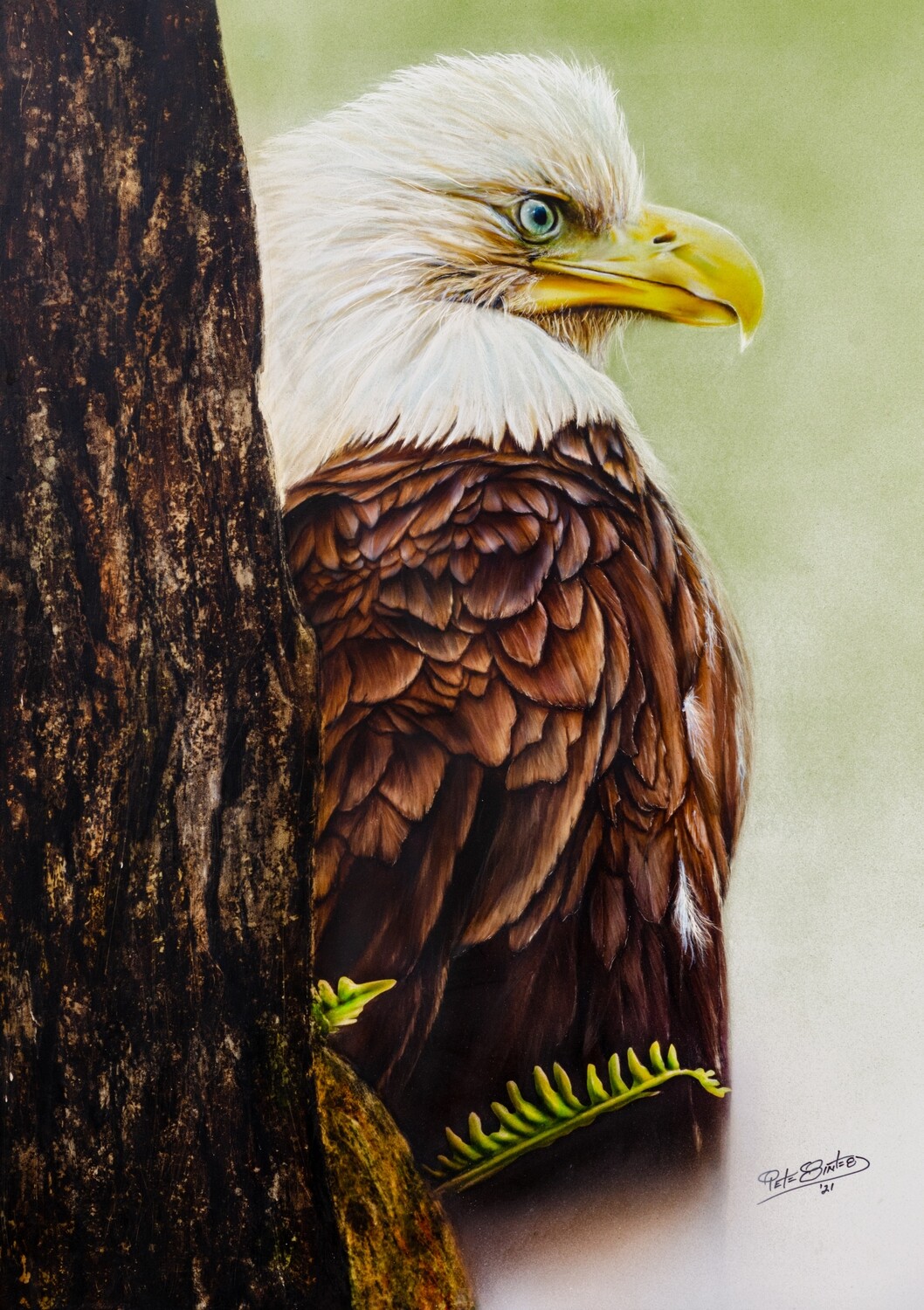 Bald Eagle